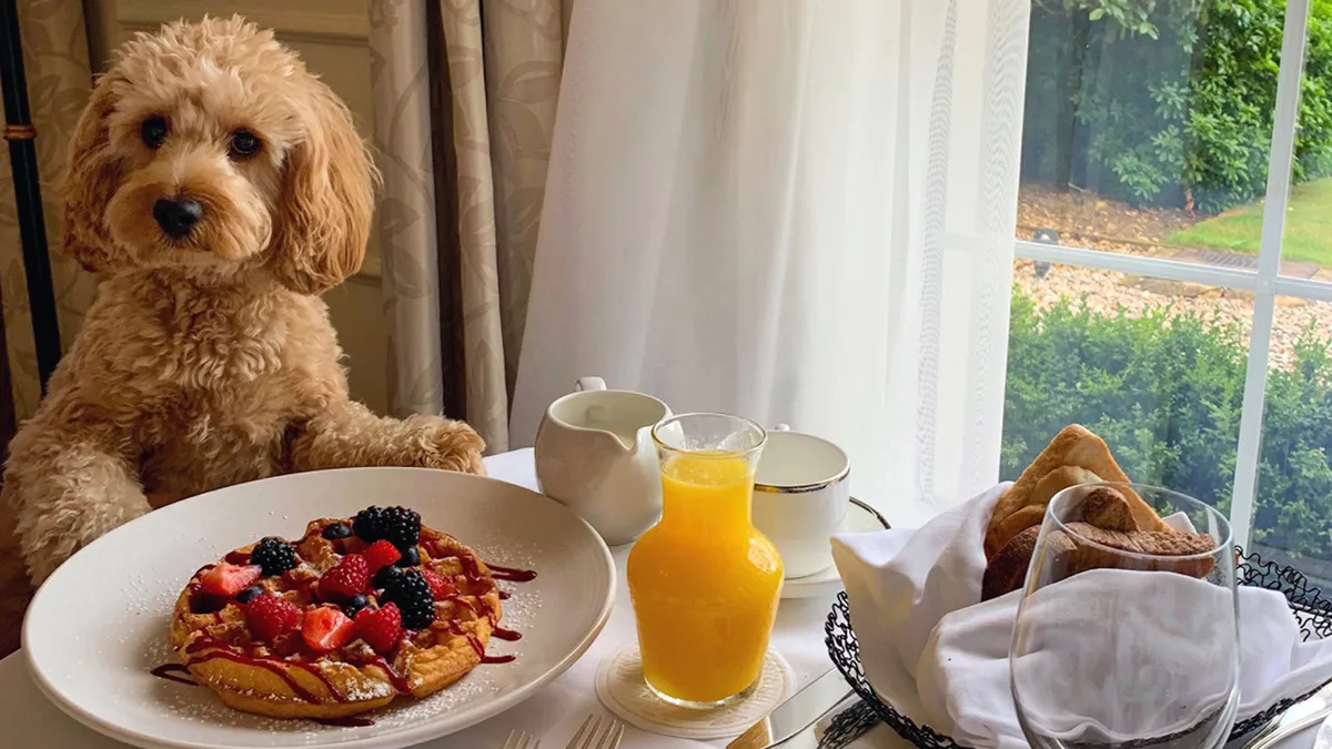 A cozy cabin interior where guests are enjoying a leisurely breakfast with their dog. The scene features a plate of food and a glass of orange juice on the table while sunlight filters in, creating a warm and cheerful atmosphere. The dog, comfortably seated nearby, adds to the homey and pet-friendly vibe.